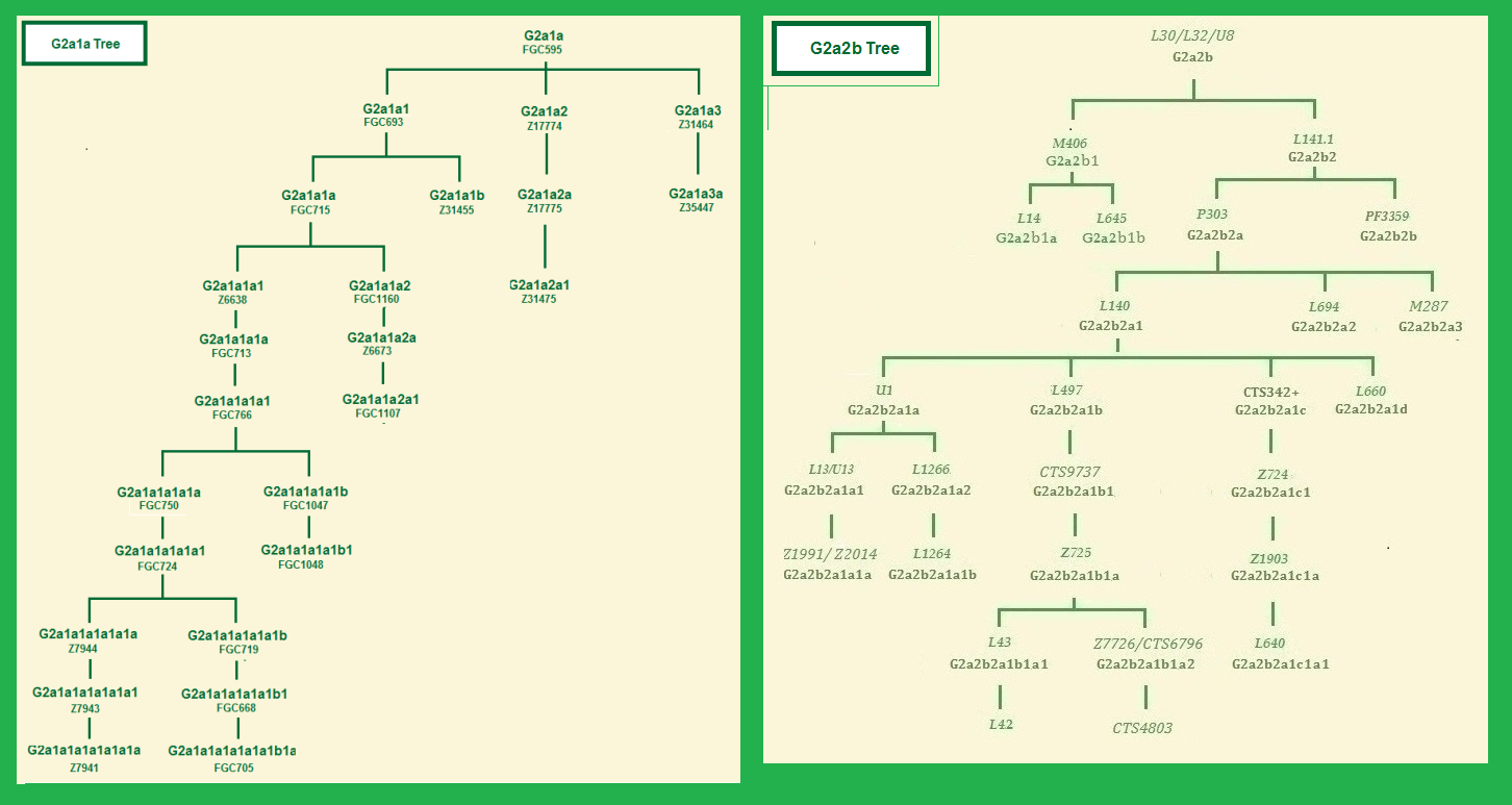 G2a1a + G2a2b tree